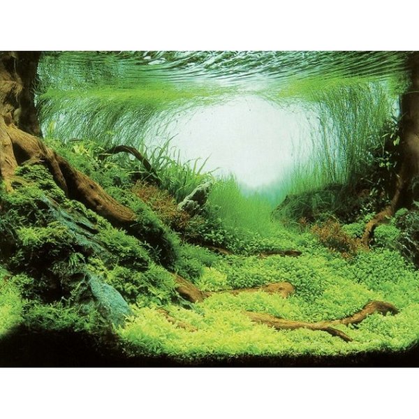 Aquarien-Hintergrund mit Motiv Pflanzen oder Meer