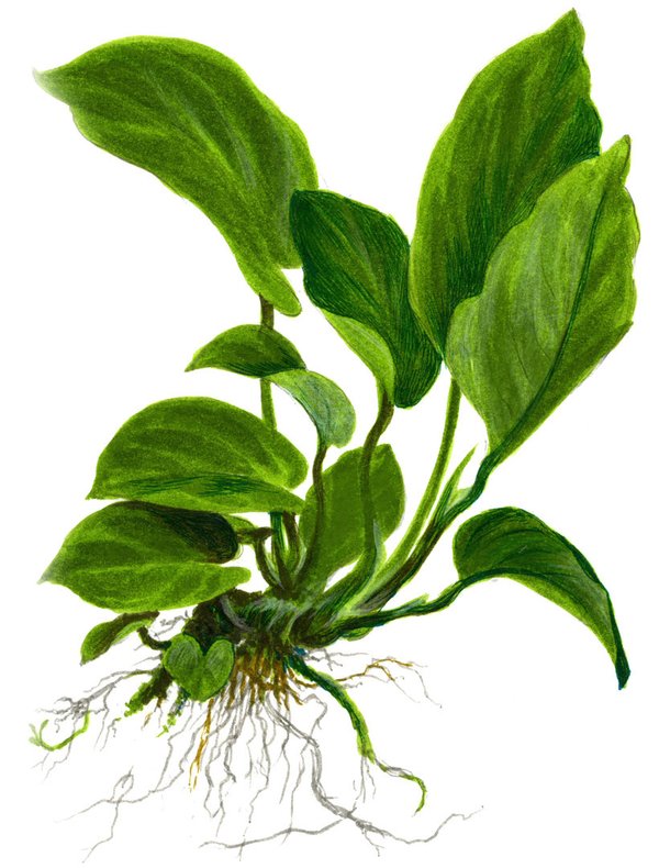 Anubias barteri var. caladiifolia - Topf