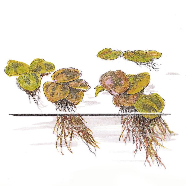 Phyllanthus fluitans - Invitro