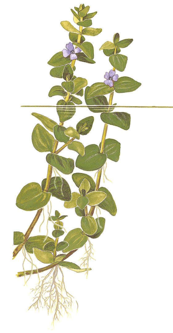 Bacopa caroliniana - Mini-Pflanze im Blister