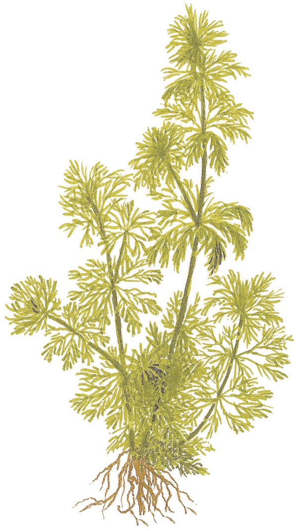 Limnophila sessiliflora - Mini-Pflanze im Blister