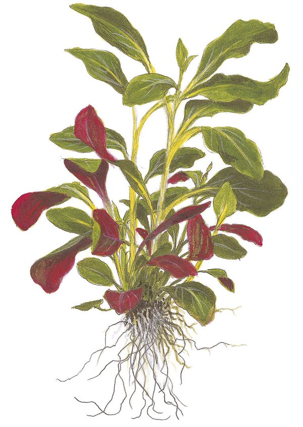 Lobelia cardinalis - Mini-Pflanze im Blister