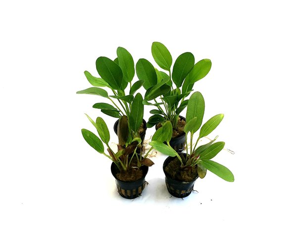 Pflanzenpaket -  Echinodorus - 4 Töpfe