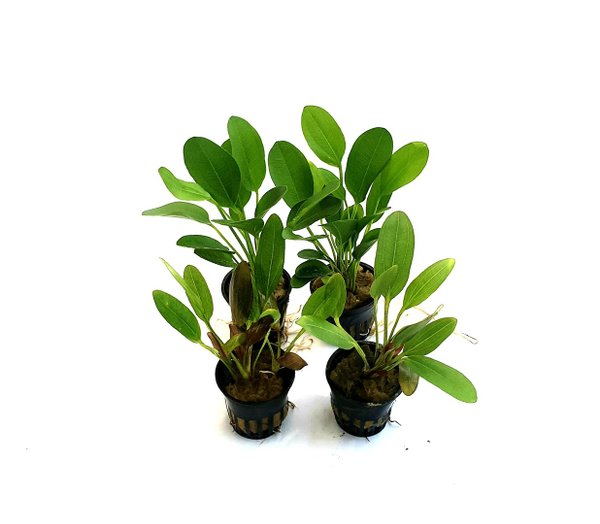 Pflanzenpaket -  Echinodorus - 4 Töpfe